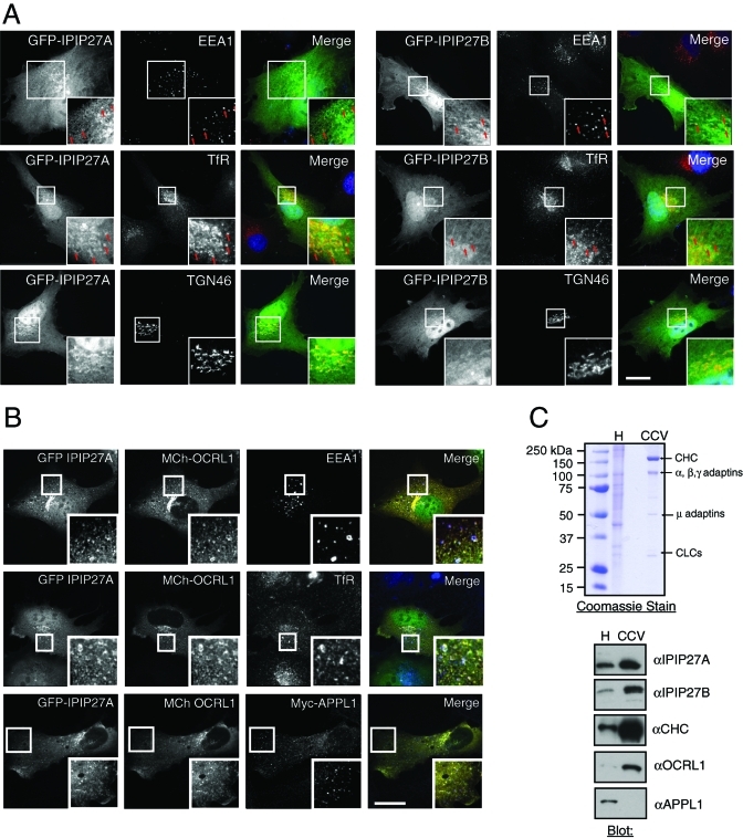 FIGURE 3: