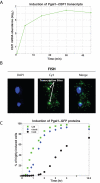 FIGURE 3: