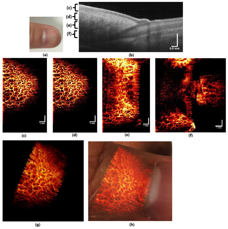 Fig. 4