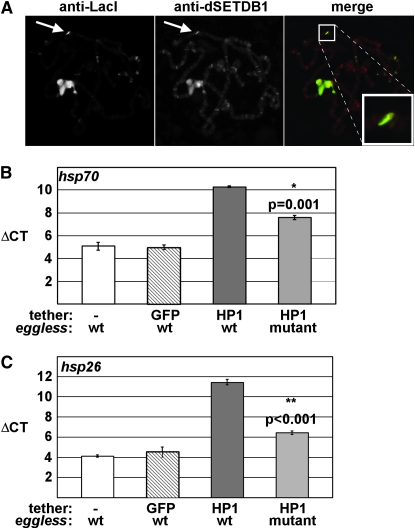 Figure 6.—