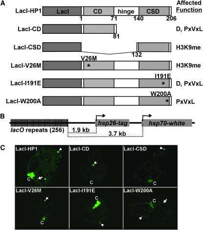 Figure 1.—