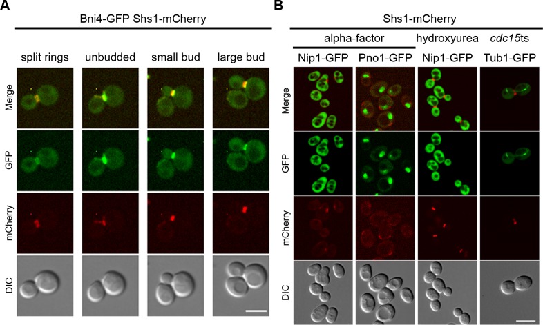 Fig 6