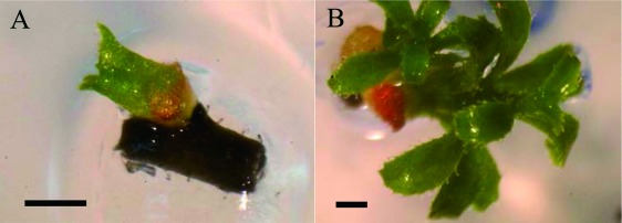 Figure 2. Shoots formed from cryopreserved in vitro blueberry shoot tips. Blueberry (Vaccinium ashei var. Tifblue). A: 20 days after reculture, B: 45 days after reculture. Bars=1 mm.