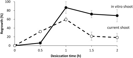 Figure 1. Effect of desiccation time on regrowth of cryopreserved blueberry shoot tips by D cryo-plate method. Blueberry (Vaccinium ashei var. Tifblue). Vertical bars: SE, current shoot: shoot tips derived from field grown shoots, in vitro shoot: shoot tips derived from in vitro grown shoots.