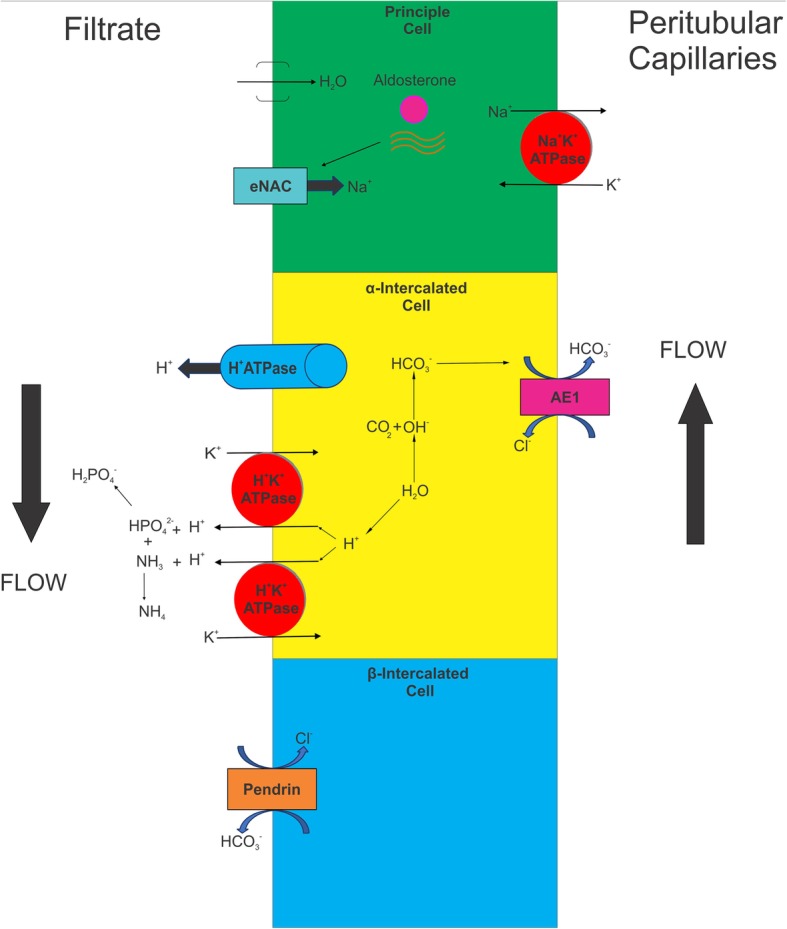 Fig. 2