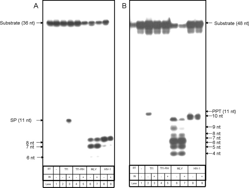 Fig 5