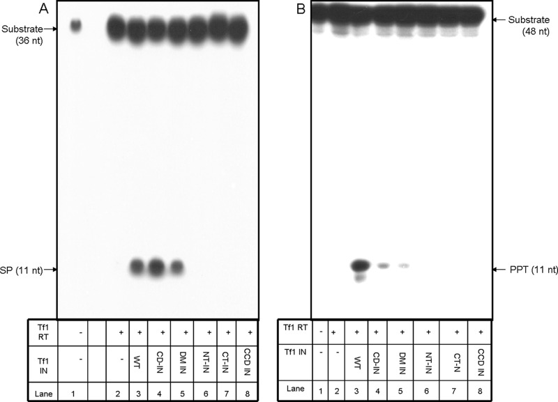 Fig 8