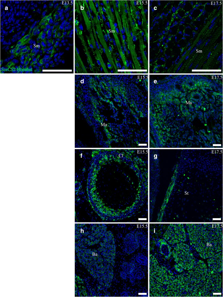 Fig. 12