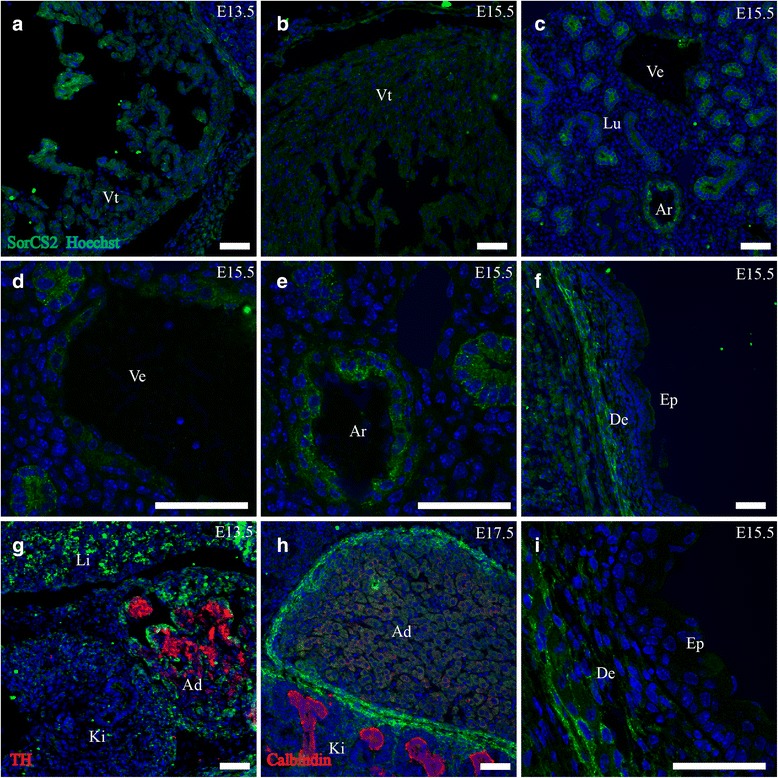 Fig. 11