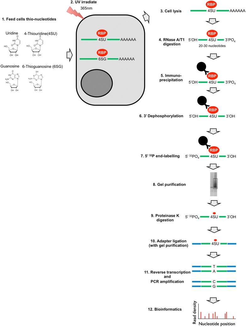 Fig. 1