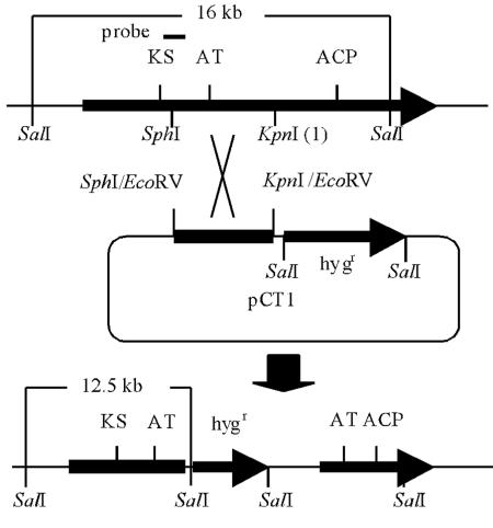 FIG. 5.