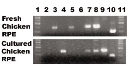 Figure 12