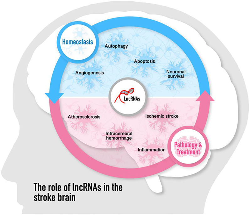 GRAPHICAL ABSTRACT