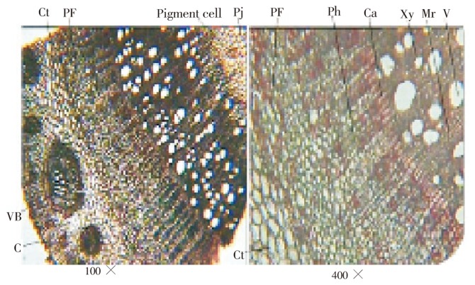 Figure 4.