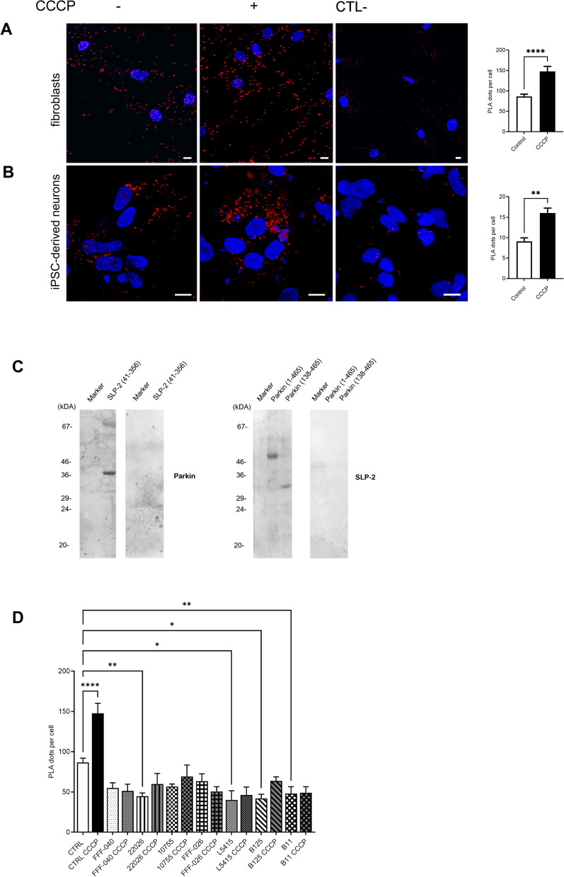 Fig. 1