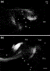FIGURE 11