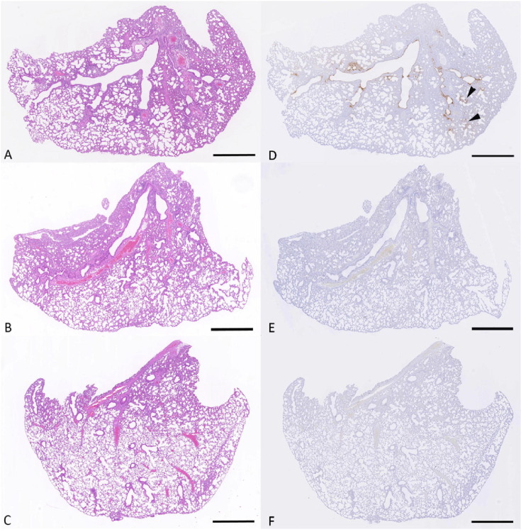 Fig. 10