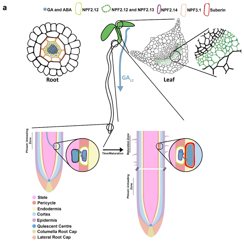 Fig. 7