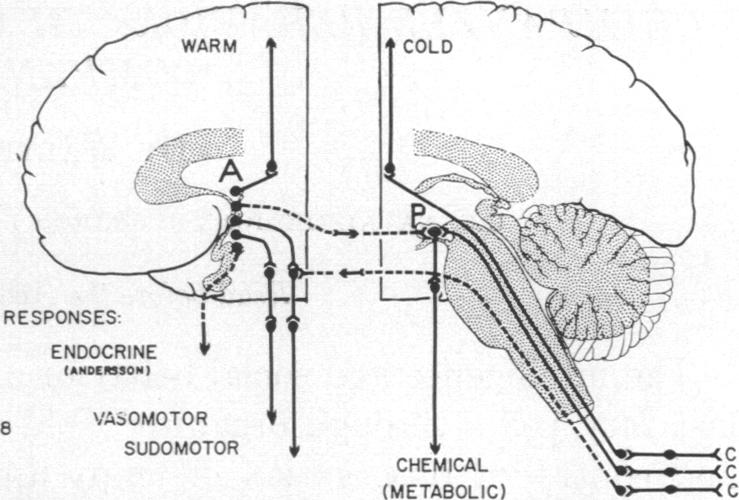 graphic file with name pnas00173-0085-a.jpg