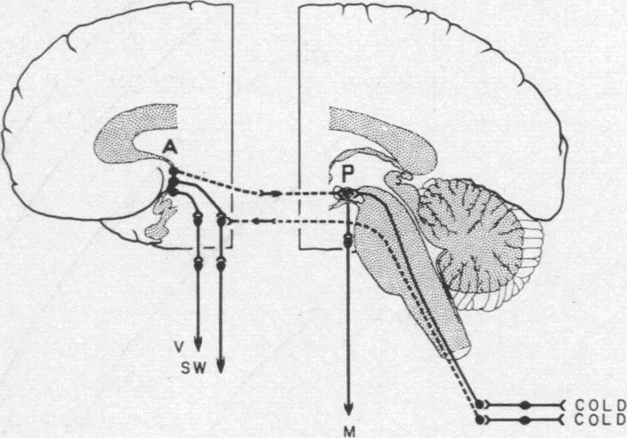 graphic file with name pnas00173-0079-a.jpg