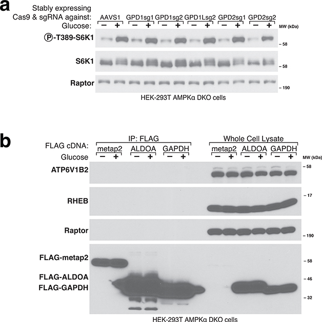 Extended Fig. 8