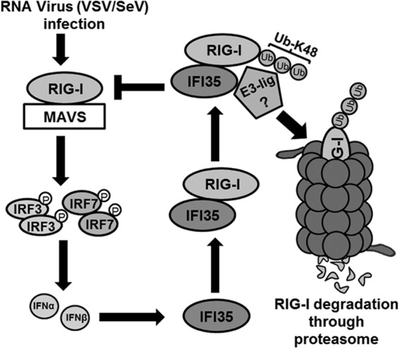 FIG 7