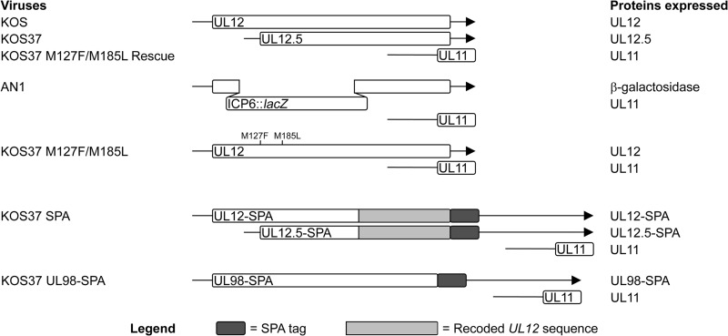 FIG 1