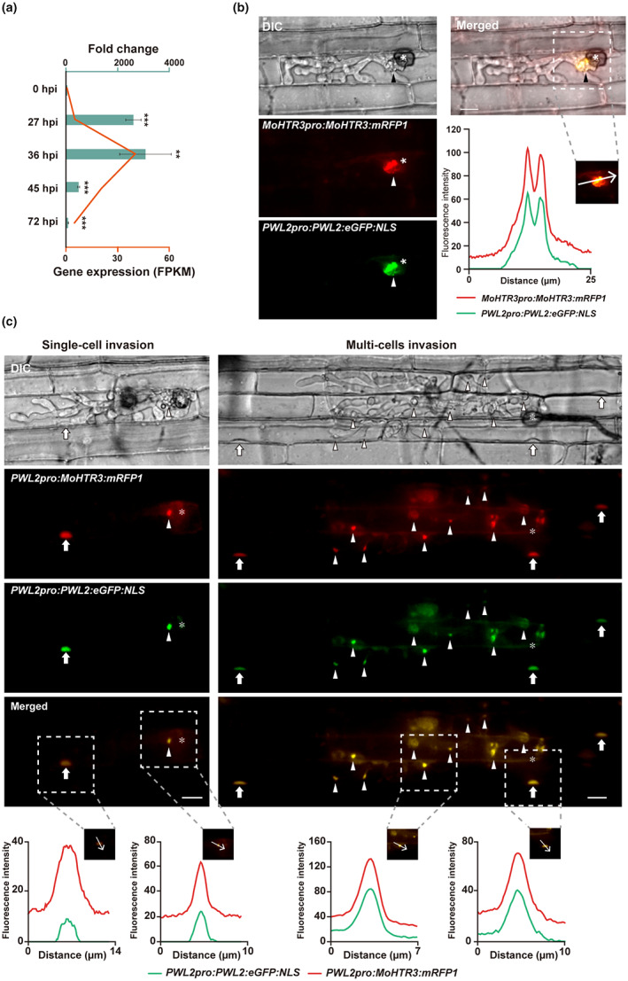 FIGURE 3