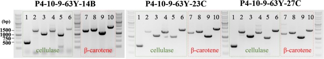 Figure 5