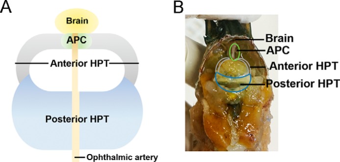 FIGURE 1.