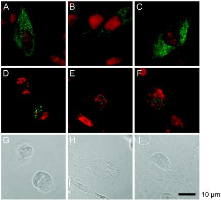 FIG. 8.