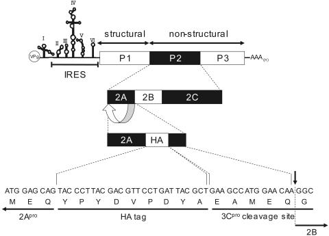 FIG. 7.