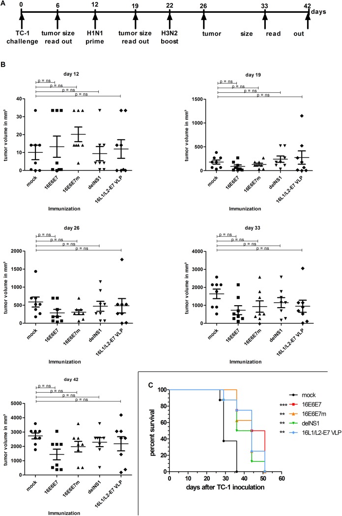 Attenuated Recombinant Influenza A Virus Expressing HPV16 E6 and E7 as ...