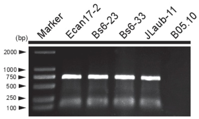 Figure 4