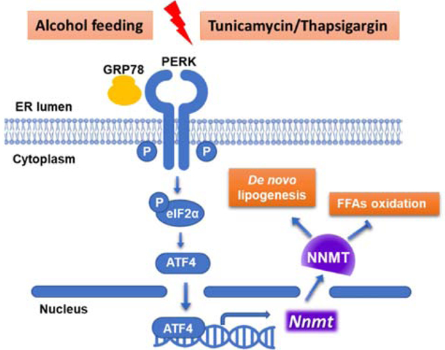 graphic file with name nihms-1591881-f0001.jpg