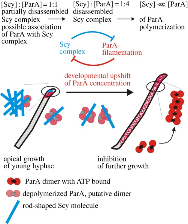 Figure 7.