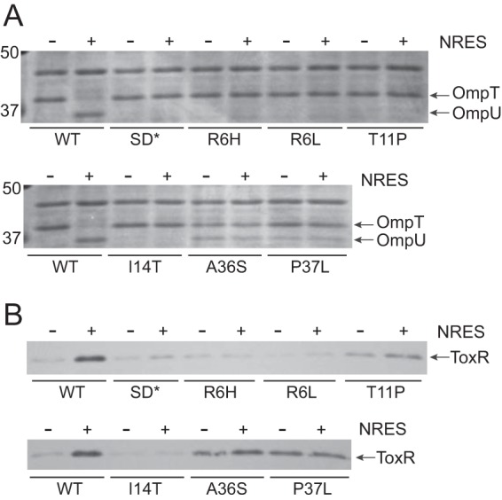 FIG 5 