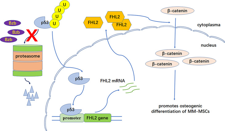 Figure 5