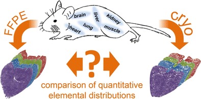 Graphical abstract