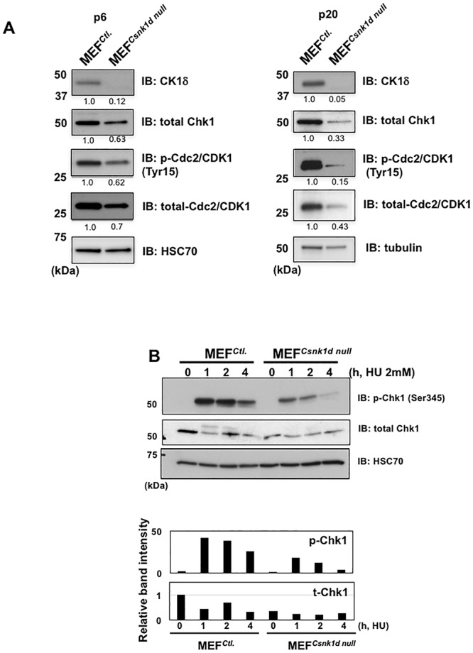 Fig 5