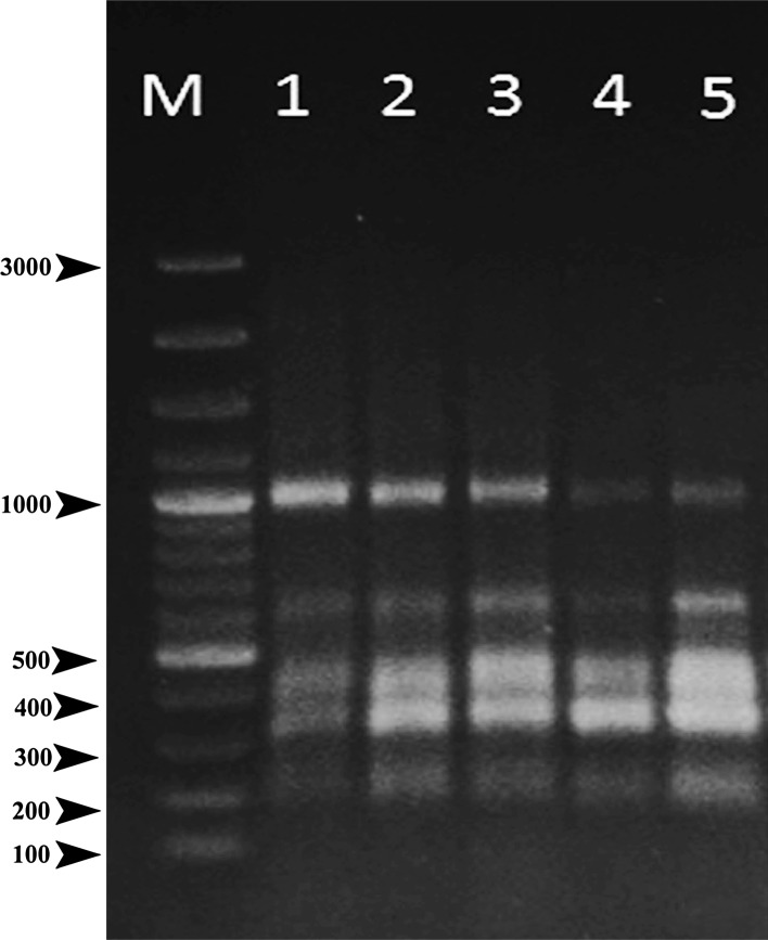 Fig. 5