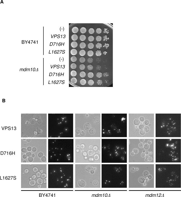 Fig 2