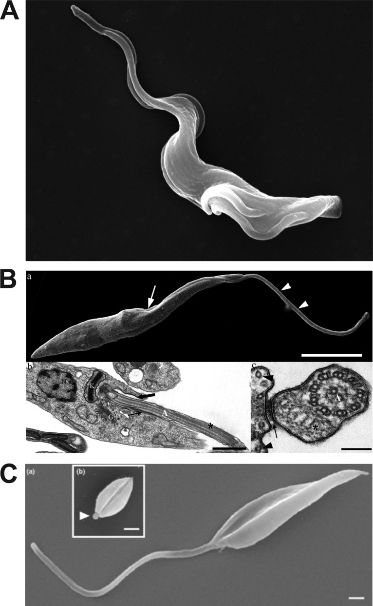 FIG 2