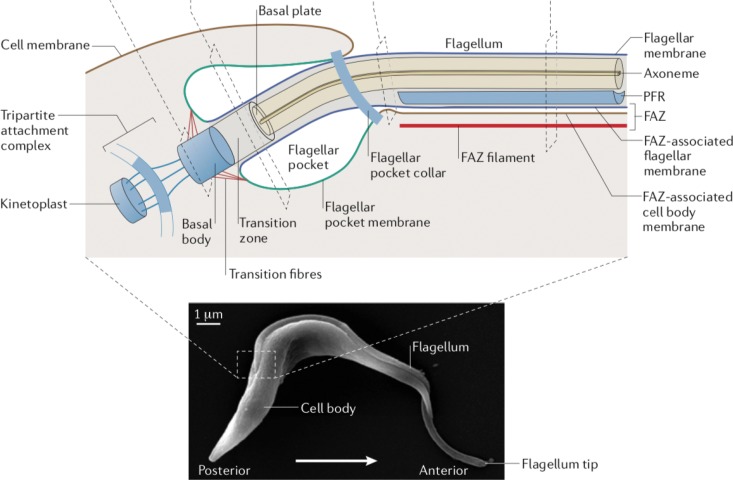 FIG 1