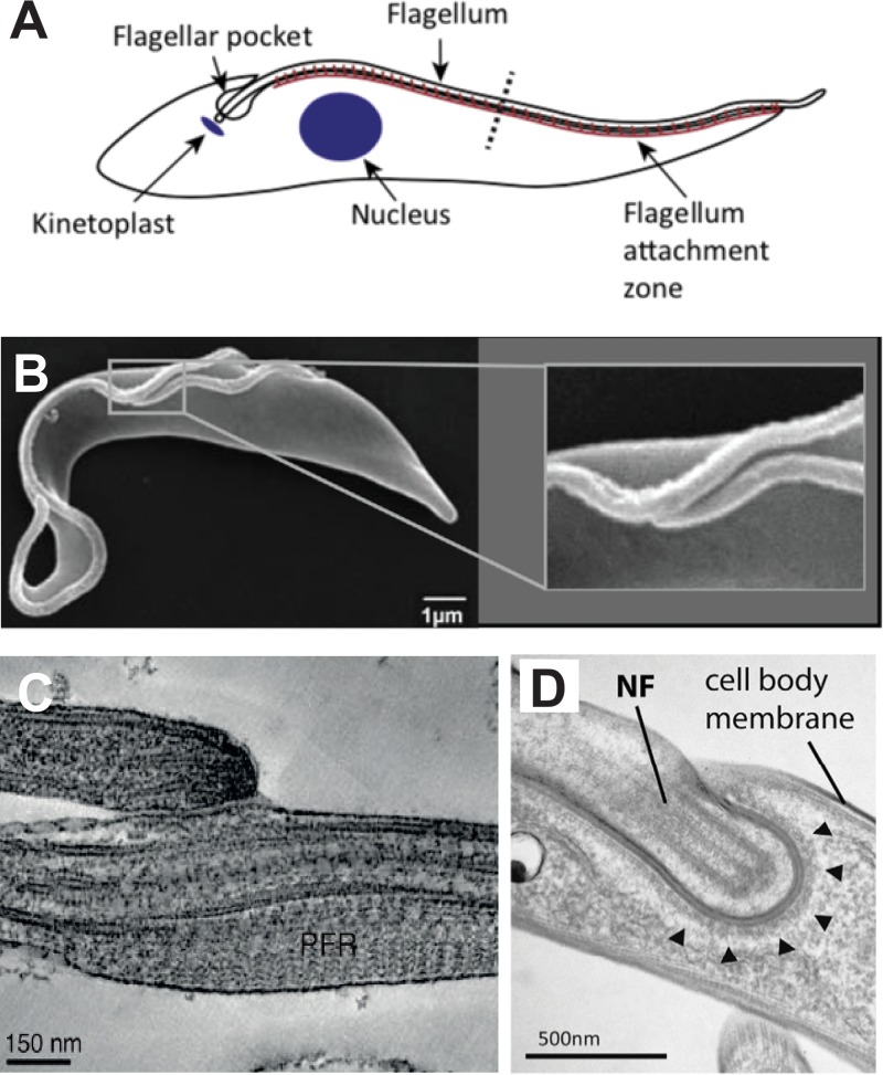 FIG 4