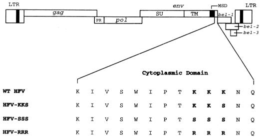 FIG. 1