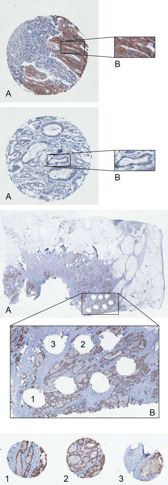 PATH-4679-FIG-0001-c