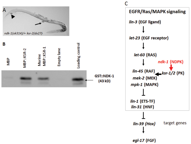 Fig. 6.