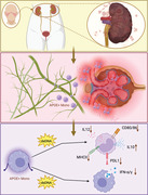 graphic file with name CTM2-13-e1237-g007.jpg