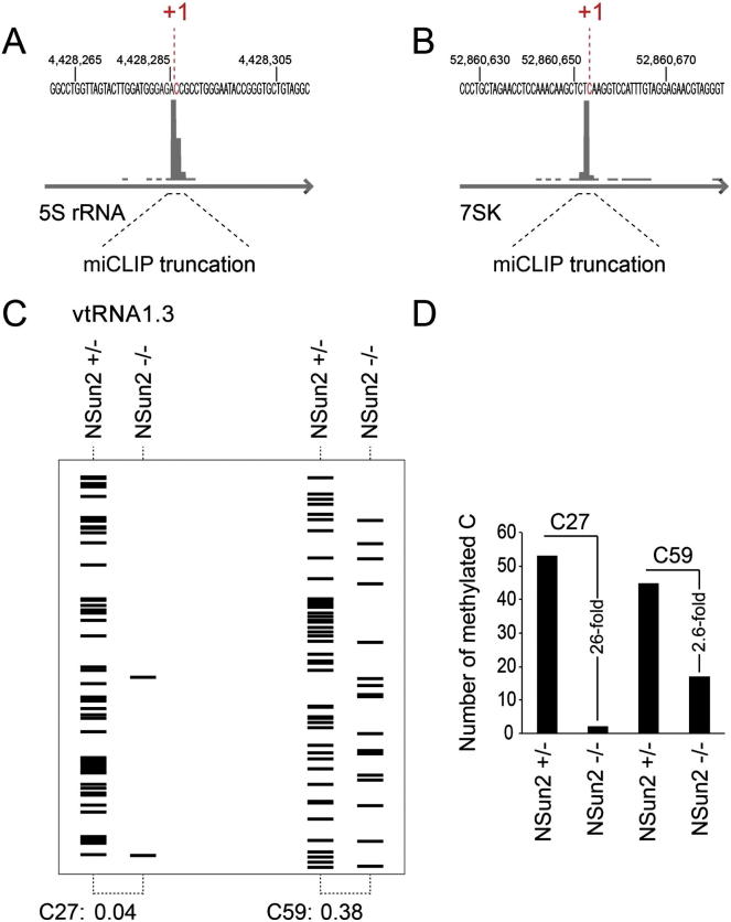 NSun2-Mediated Cytosine-5 Methylation of Vault Noncoding RNA Determines ...